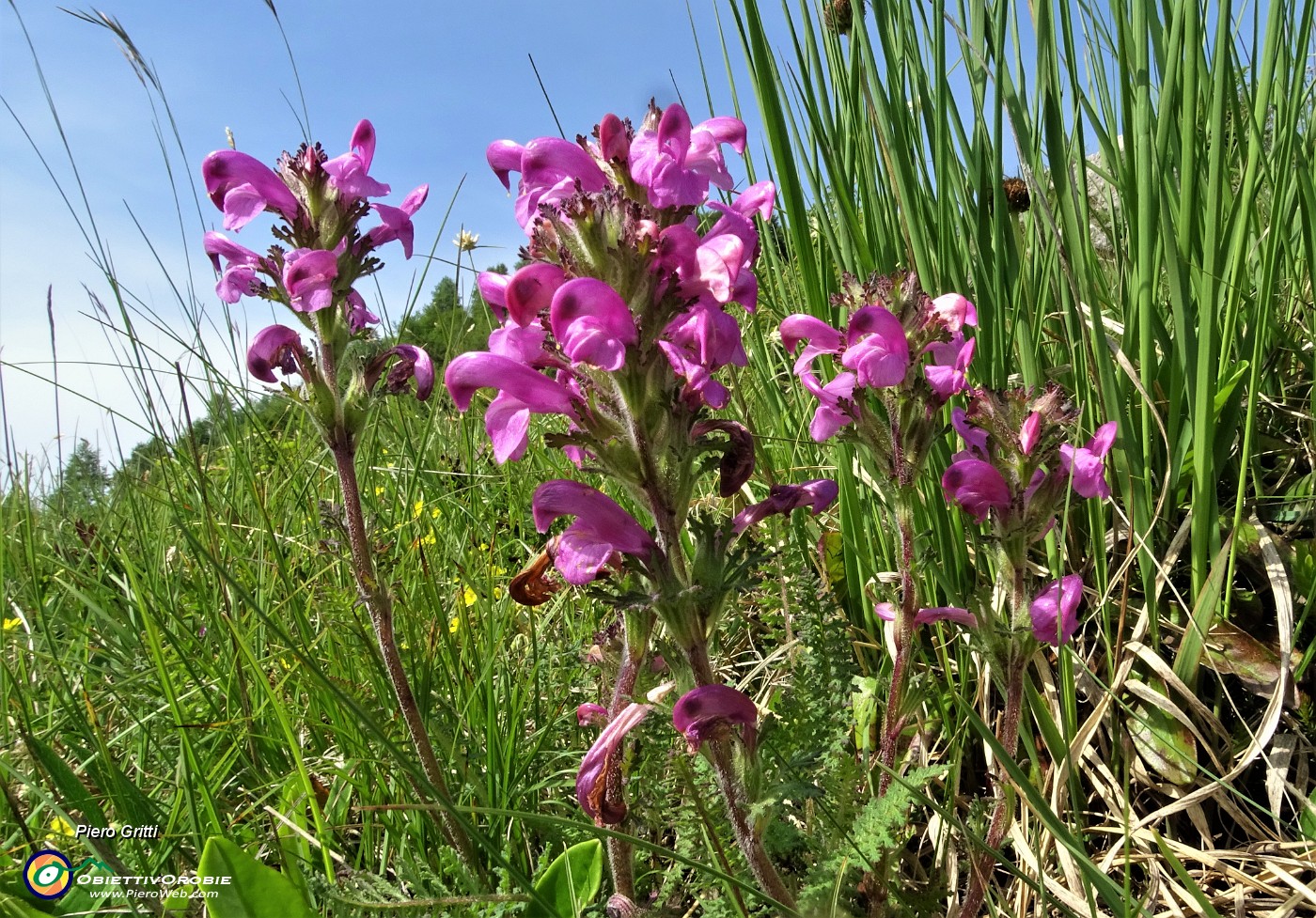 19 Pediculare Spiralata (Pedicularis gyroflexa) salendo alla Corna Bianca.JPG